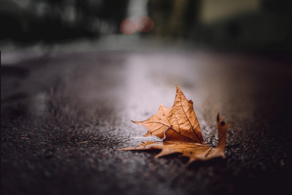 Depiction of depth of field using a leaf on the ground with blurred background